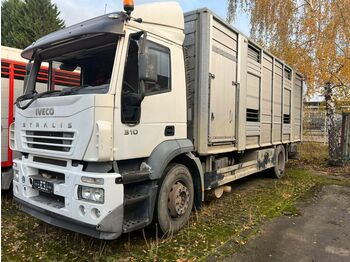 Camión transporte de ganado Iveco Stralis 310 Zweistock  Fahrerhaus beschädigt: foto 1