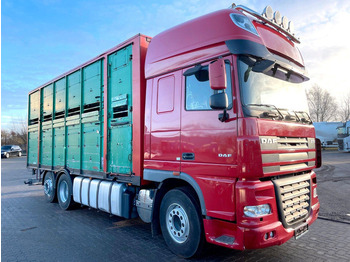 Camión transporte de ganado DAF XF 105 460