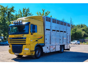 Camión transporte de ganado DAF XF