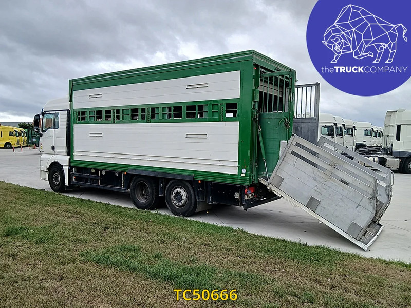 MAN TGX 460 - Camión transporte de ganado: foto 3 MAN TGX 460 - Camión transporte de ganado: foto 3