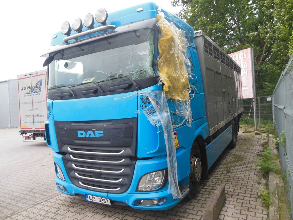 DAF XF 106.460, MENKE-JANZEN, UNFALL-FAHRBAR!! - Camión transporte de ganado: foto 1 DAF XF 106.460, MENKE-JANZEN, UNFALL-FAHRBAR!! - Camión transporte de ganado: foto 1