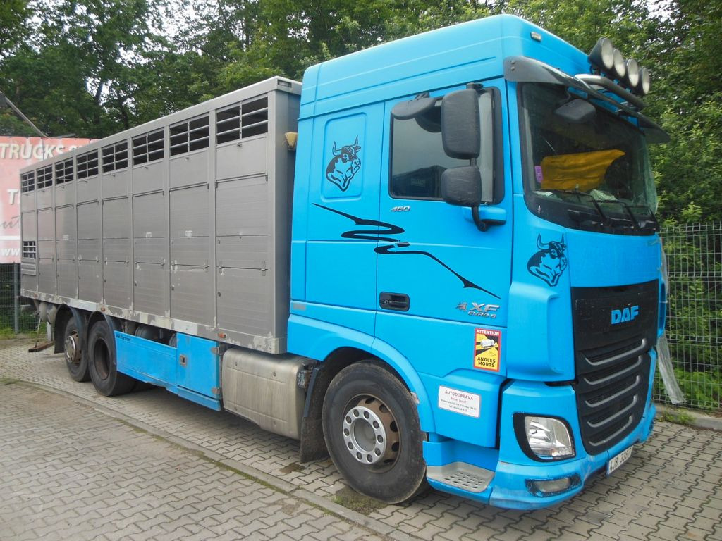 DAF XF 106.460, MENKE-JANZEN, UNFALL-FAHRBAR!! - Camión transporte de ganado: foto 2 DAF XF 106.460, MENKE-JANZEN, UNFALL-FAHRBAR!! - Camión transporte de ganado: foto 2
