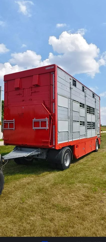 Pezzaioli RBA22 Dwuosiowa Przyczepa – 2x Bydło, 3x Trzoda – 2016r – Bezwypadkowa! - Remolque transporte de ganado: foto 4 Pezzaioli RBA22 Dwuosiowa Przyczepa – 2x Bydło, 3x Trzoda – 2016r – Bezwypadkowa! - Remolque transporte de ganado: foto 4